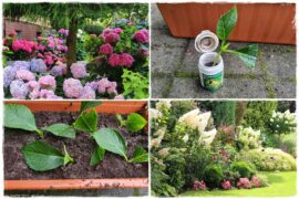 Jak rozmnożyć hortensje 1