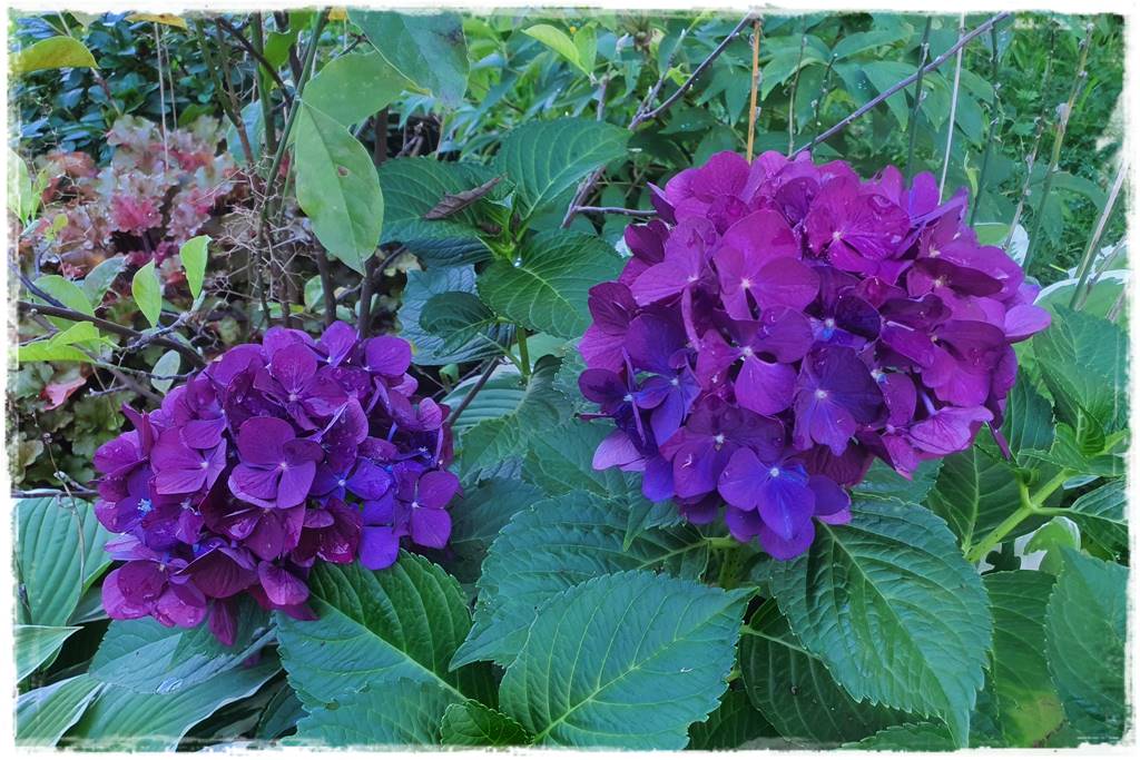 Jak rozmnożyć hortensje 12 Jak rozmnożyć hortensje 12