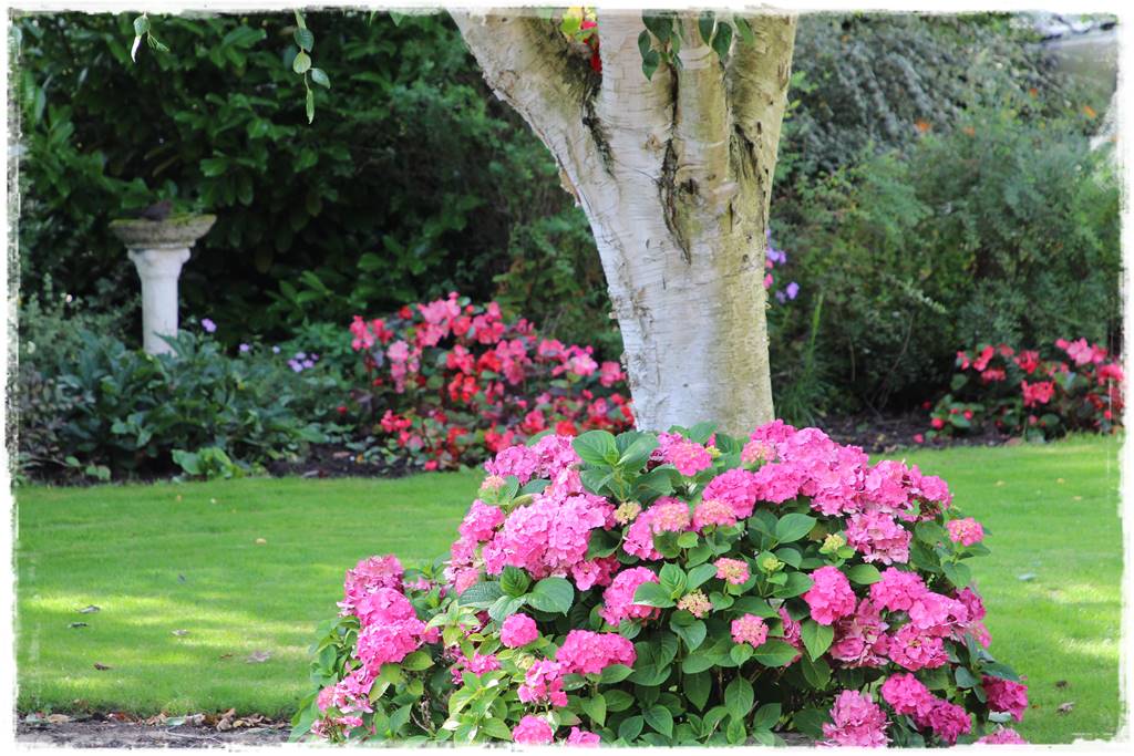 Jak rozmnożyć hortensje 13 Jak rozmnożyć hortensje 13