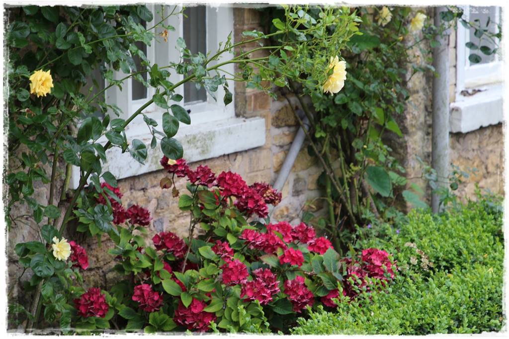 Jak rozmnożyć hortensje 14 Jak rozmnożyć hortensje 14