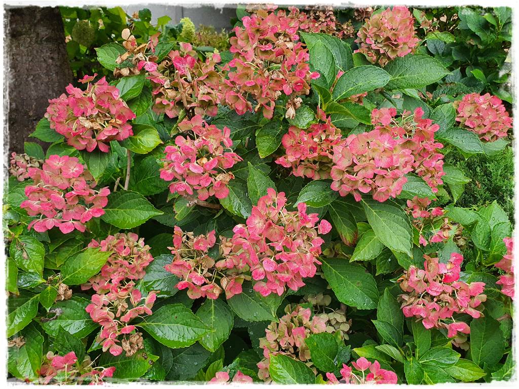 Jak rozmnożyć hortensje 20 Jak rozmnożyć hortensje 20