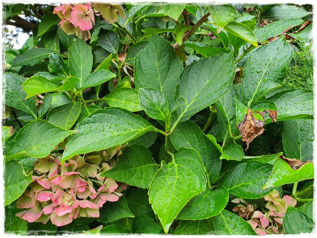 Jak rozmnożyć hortensje 21 Jak rozmnożyć hortensje 21