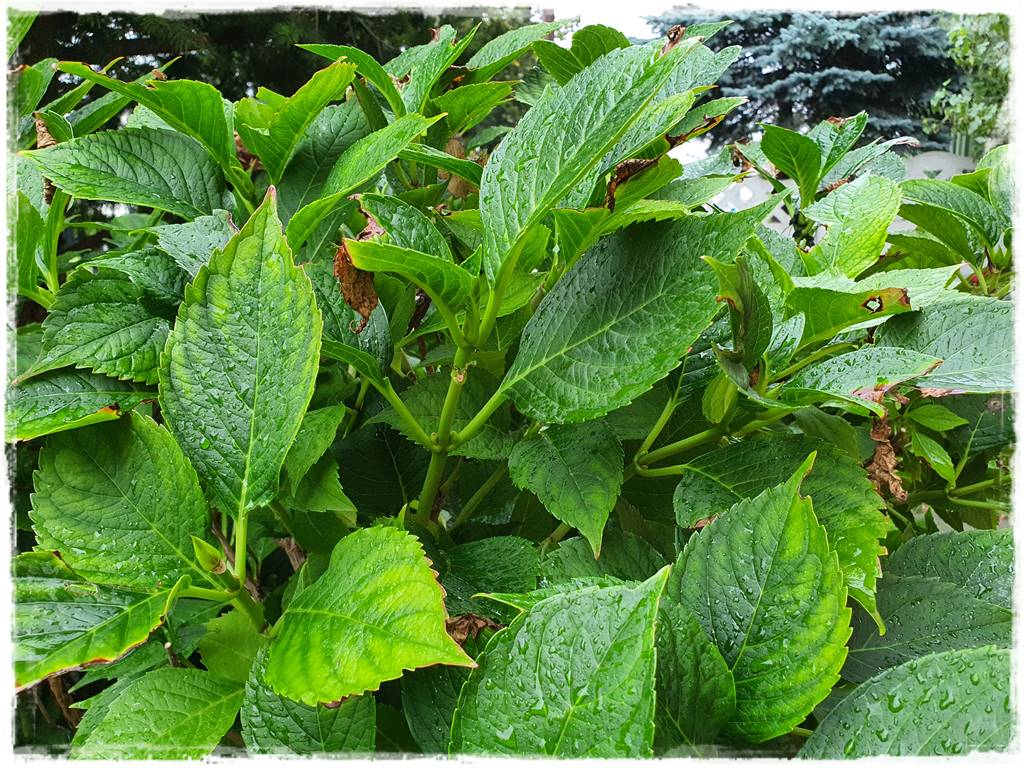 Jak rozmnożyć hortensje 22 Jak rozmnożyć hortensje 22