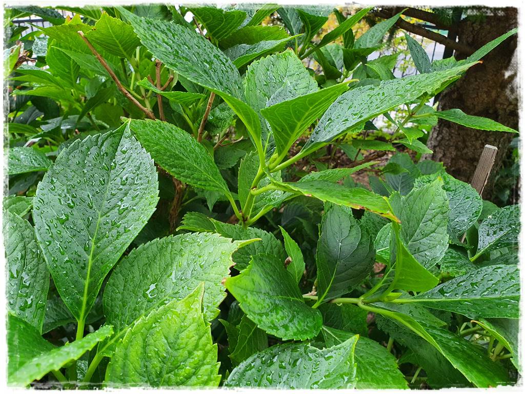 Jak rozmnożyć hortensje 23 Jak rozmnożyć hortensje 23