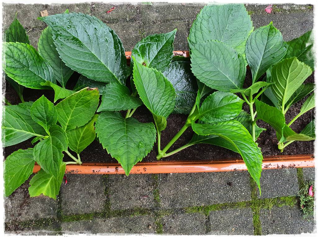 Jak rozmnożyć hortensje 24 Jak rozmnożyć hortensje 24