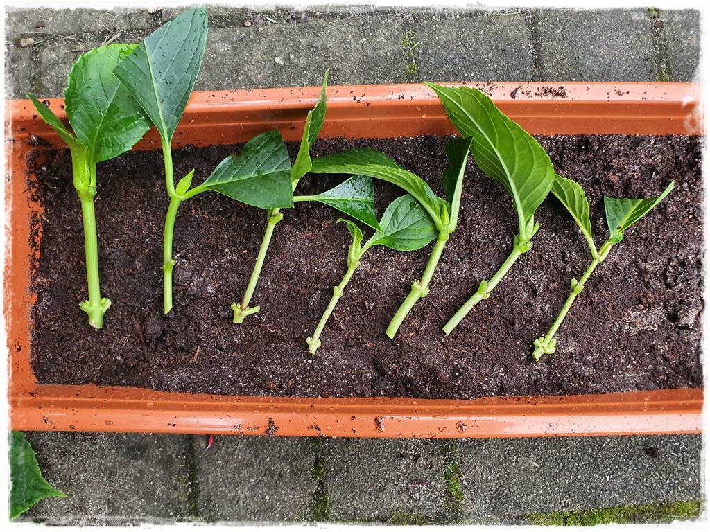 Jak rozmnożyć hortensje 25 Jak rozmnożyć hortensje 25