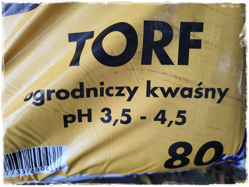 Jak rozmnożyć hortensje 26 Jak rozmnożyć hortensje 26