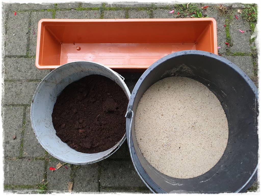 Jak rozmnożyć hortensje 27 Jak rozmnożyć hortensje 27