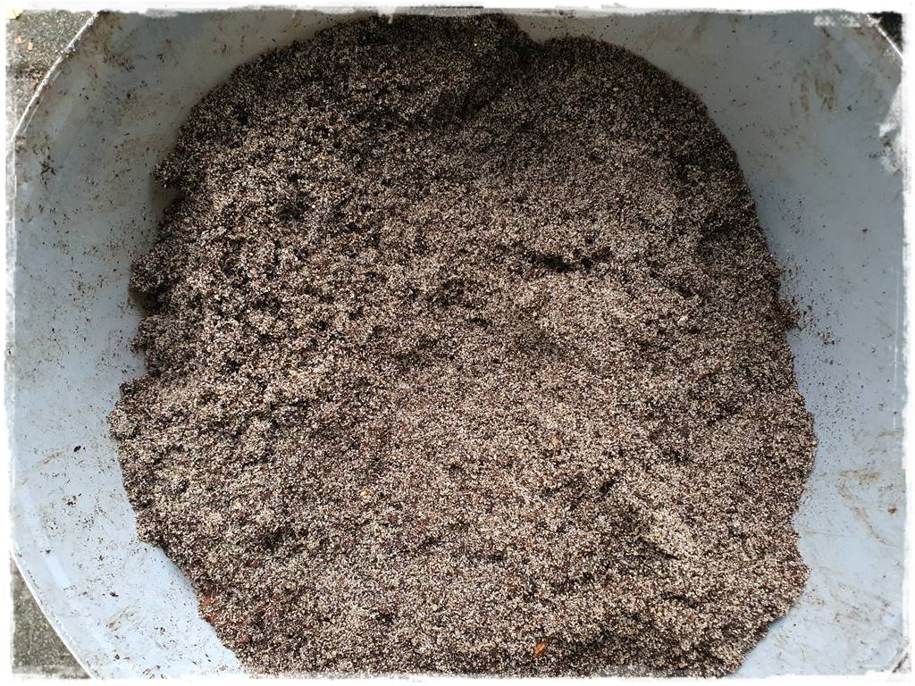 Jak rozmnożyć hortensje 28 Jak rozmnożyć hortensje 28