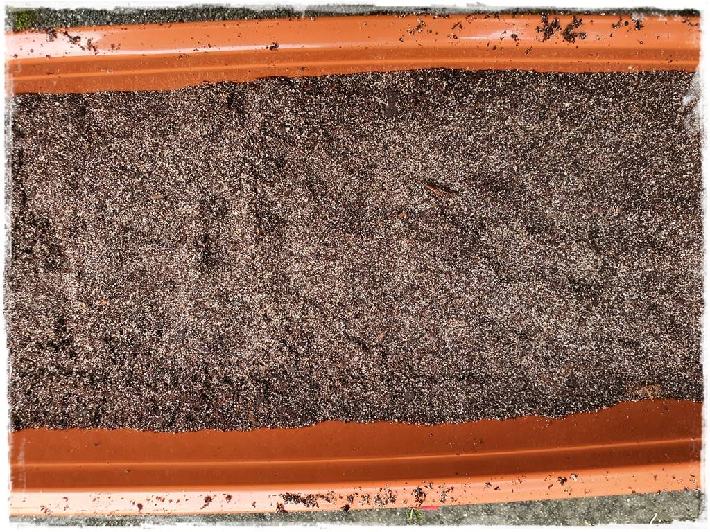 Jak rozmnożyć hortensje 29 Jak rozmnożyć hortensje 29