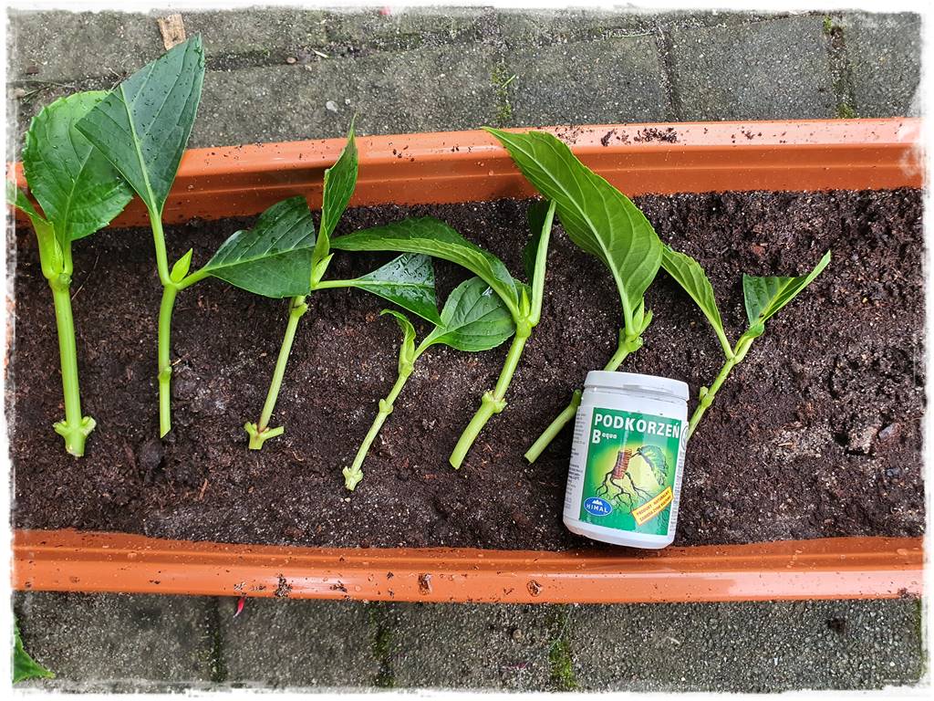 Jak rozmnożyć hortensje 31 Jak rozmnożyć hortensje 31