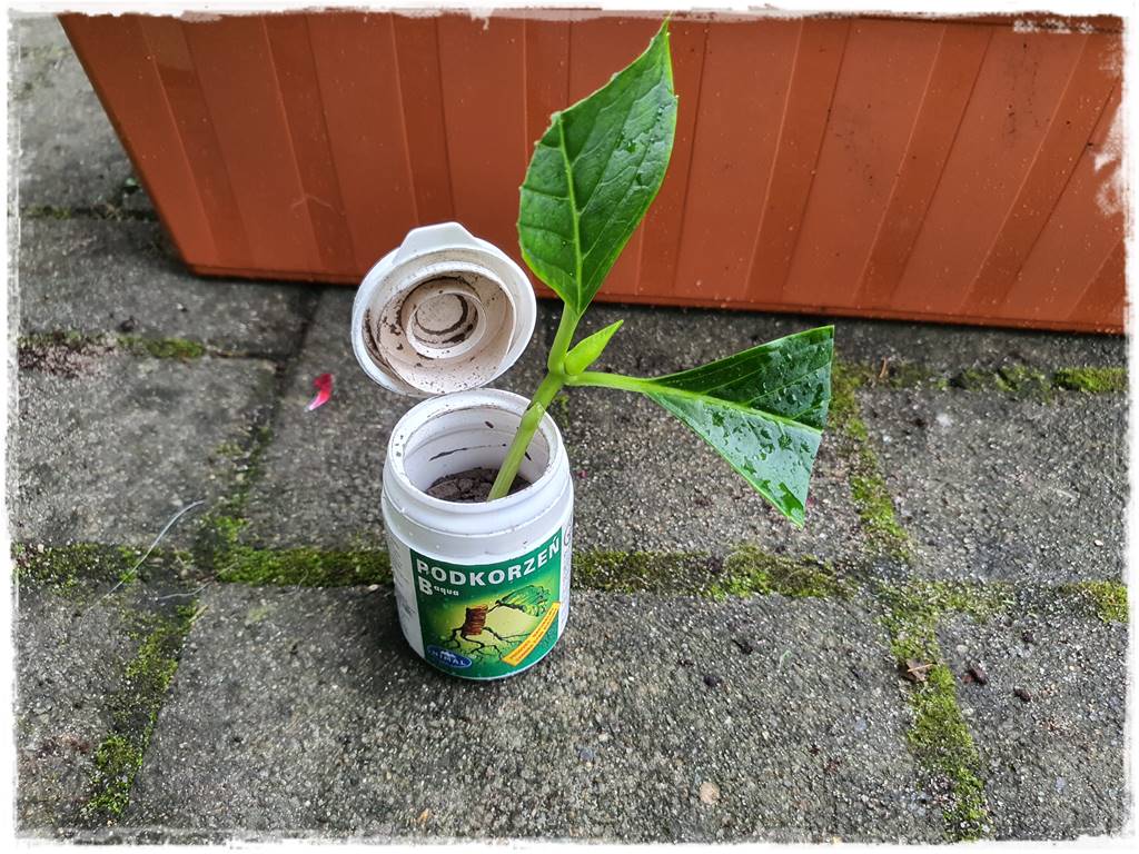 Jak rozmnożyć hortensje 32