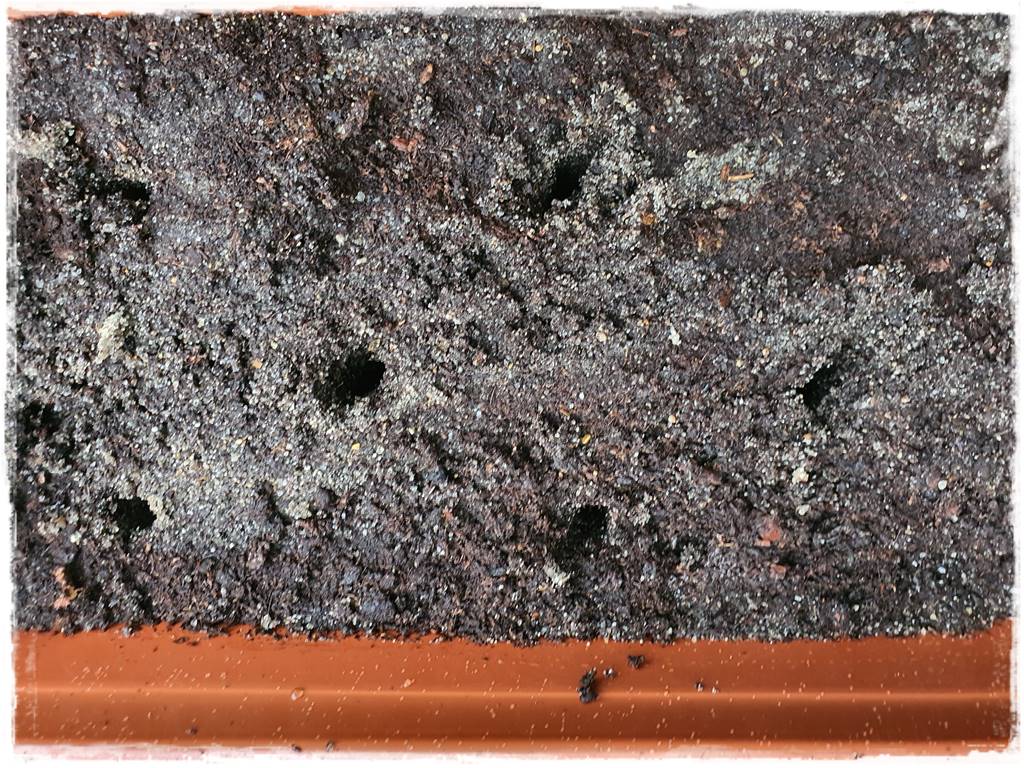 Jak rozmnożyć hortensje 33 Jak rozmnożyć hortensje 33