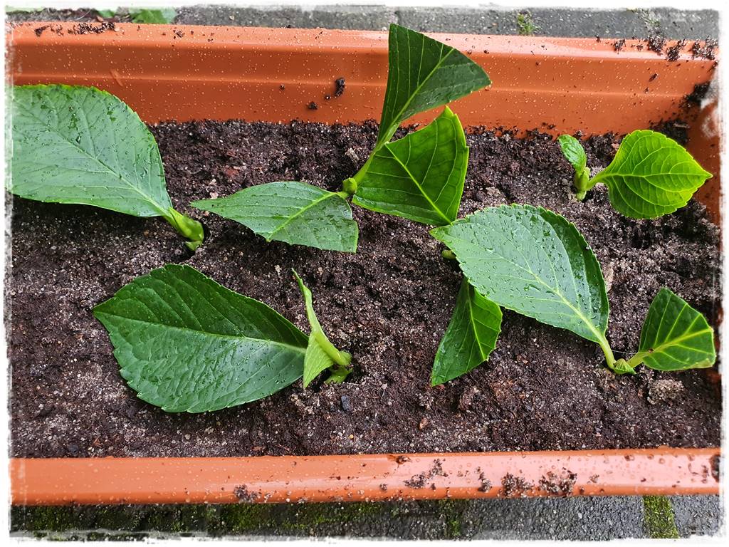 Jak rozmnożyć hortensje 34 Jak rozmnożyć hortensje 34