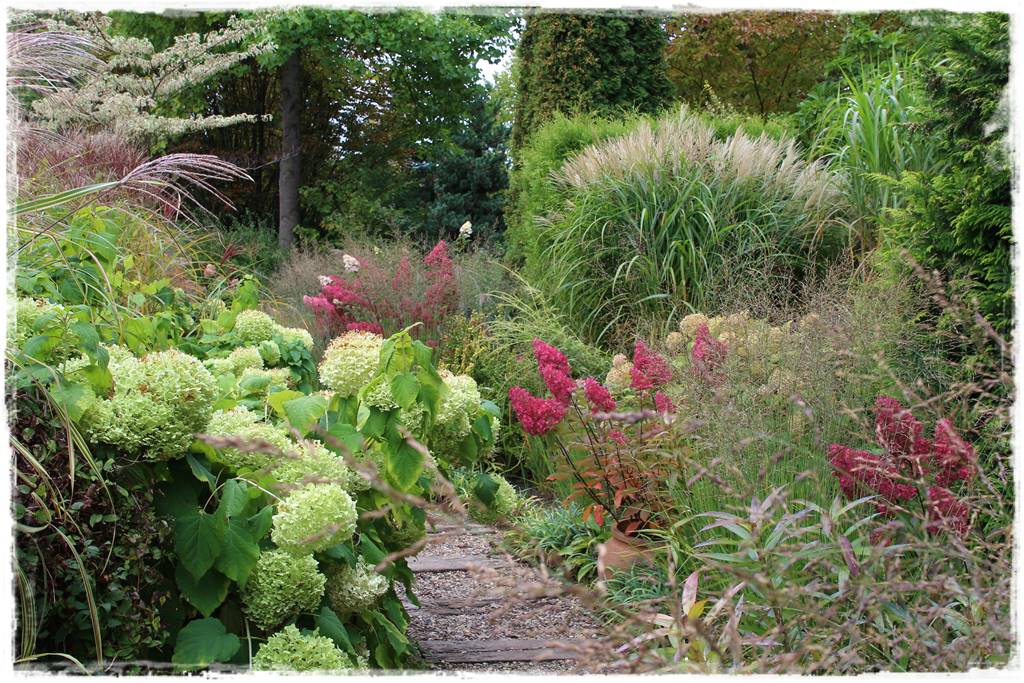 Jak rozmnożyć hortensje 4 Jak rozmnożyć hortensje 4