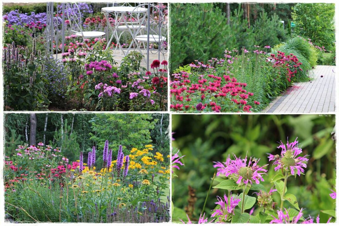 Pysznogłówka na rabacie 0