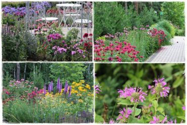 Pysznogłówka na rabacie 0