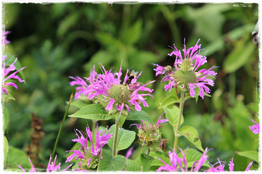 Pysznogłówka na rabacie 1