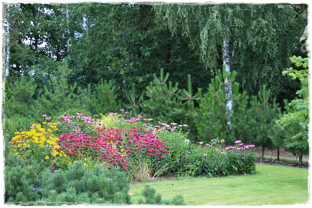 Pysznogłówka na rabacie 10b