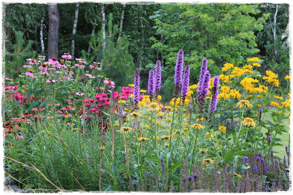Pysznogłówka na rabacie 10c