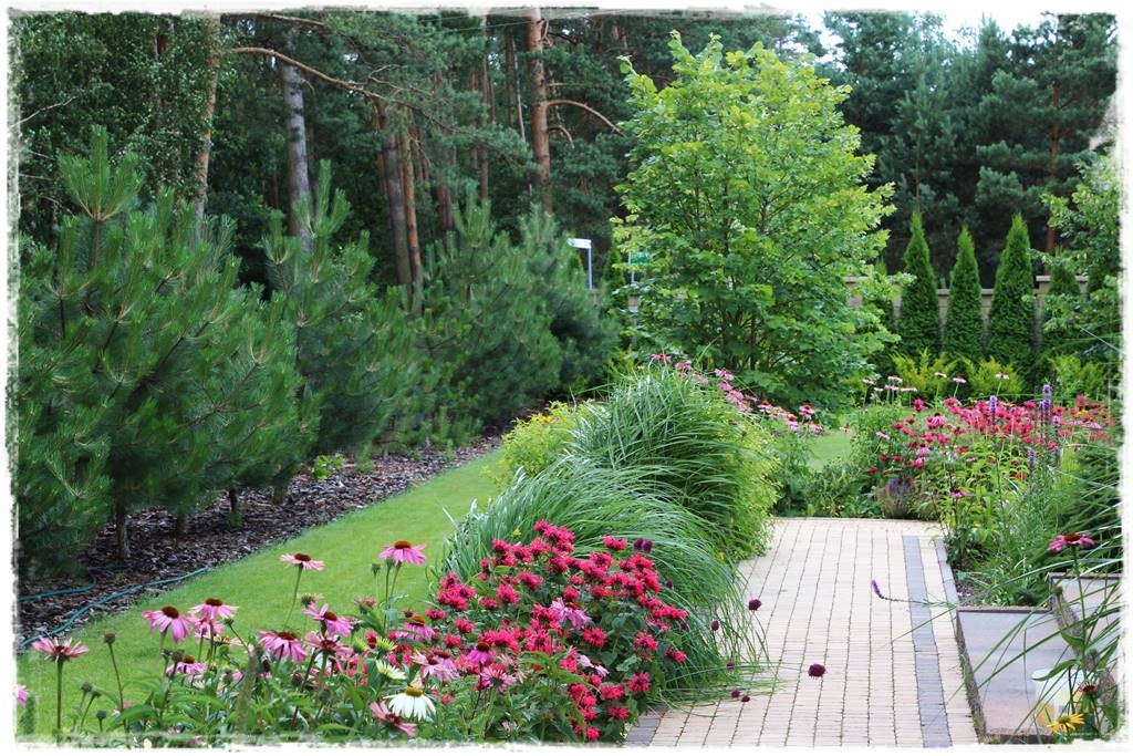 Pysznogłówka na rabacie 10d