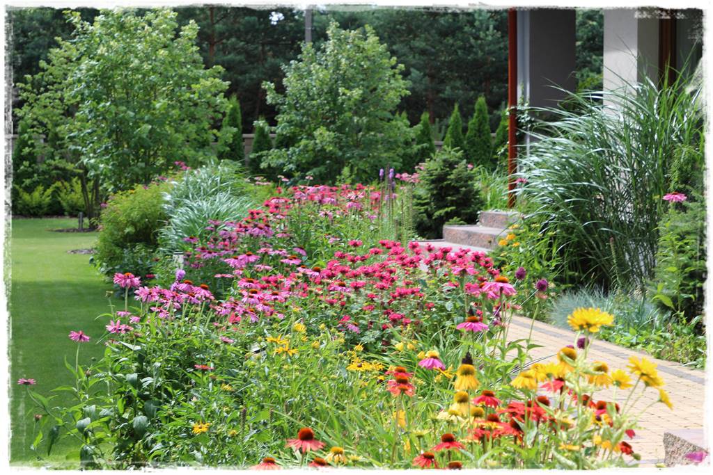 Pysznogłówka na rabacie 10e