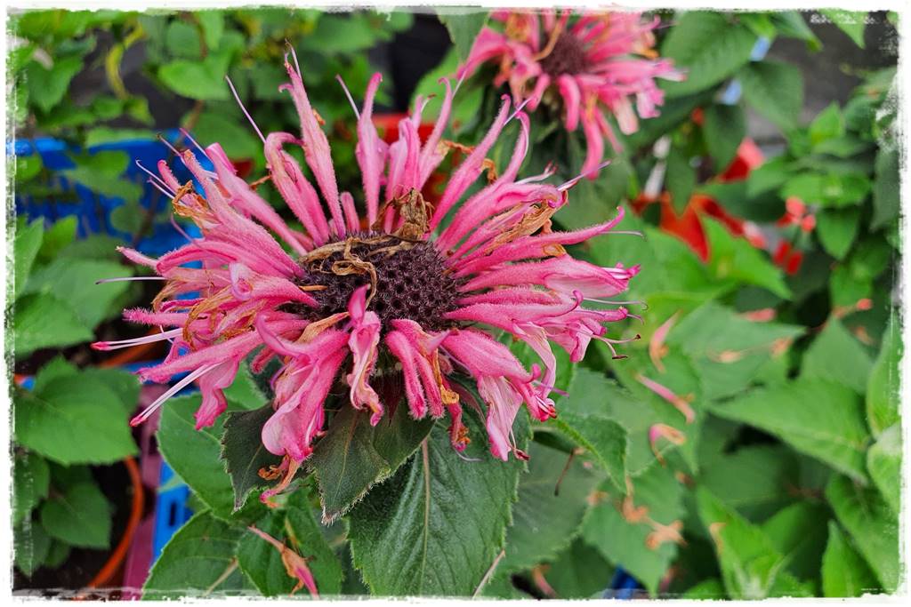 Pysznogłówka na rabacie 2