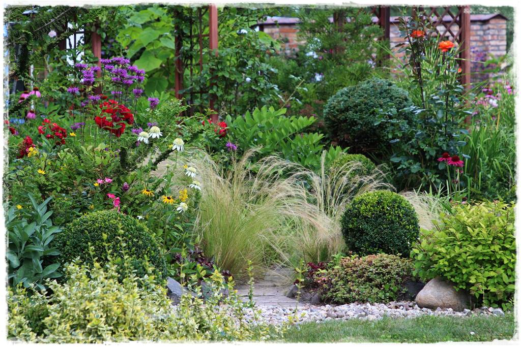 Pysznogłówka na rabacie 20