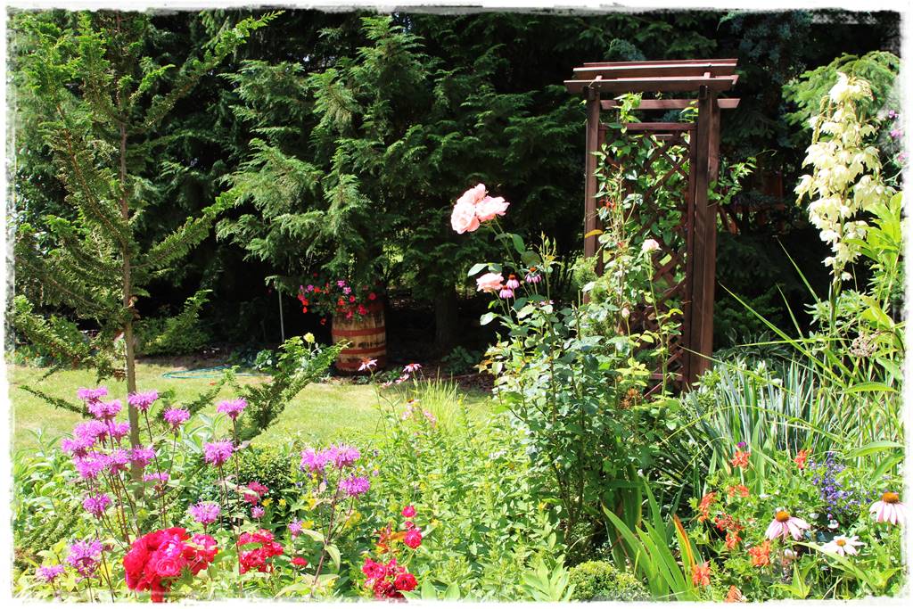 Pysznogłówka na rabacie 20c