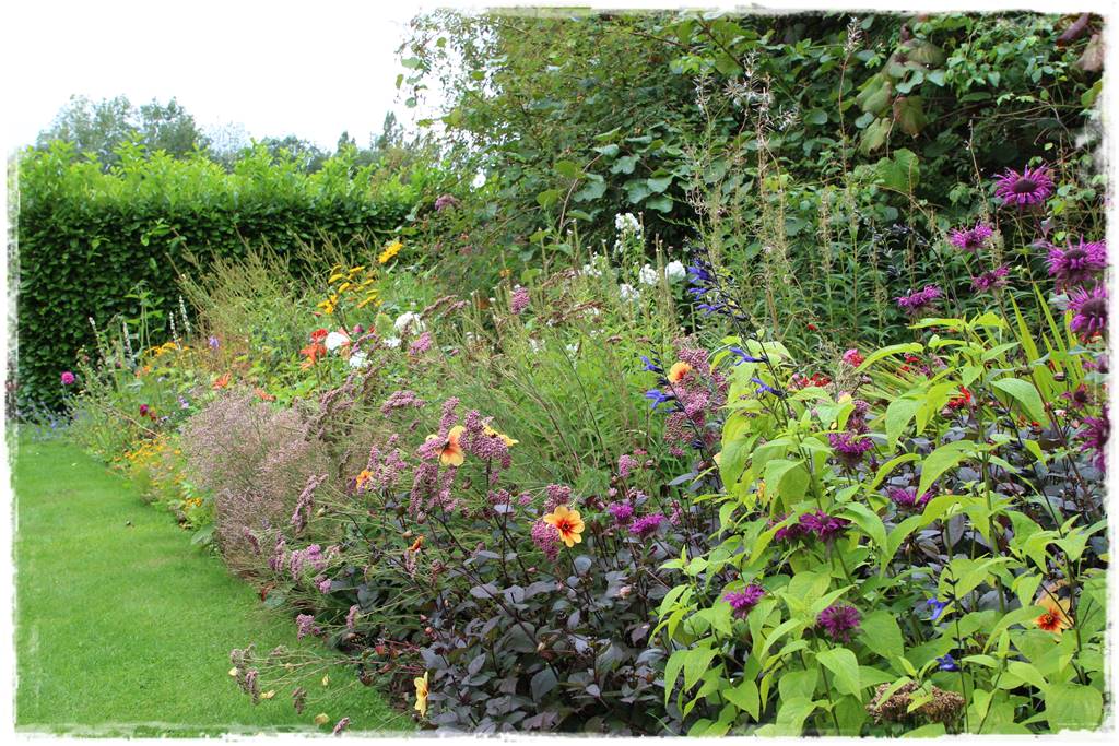 Pysznogłówka na rabacie 30b