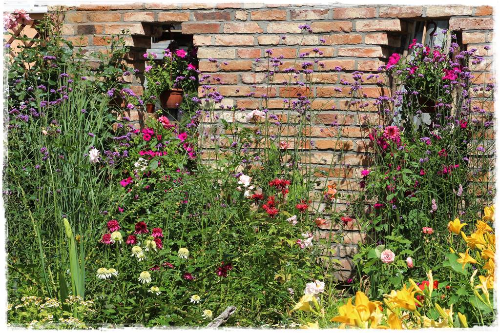 Pysznogłówka na rabacie 40c