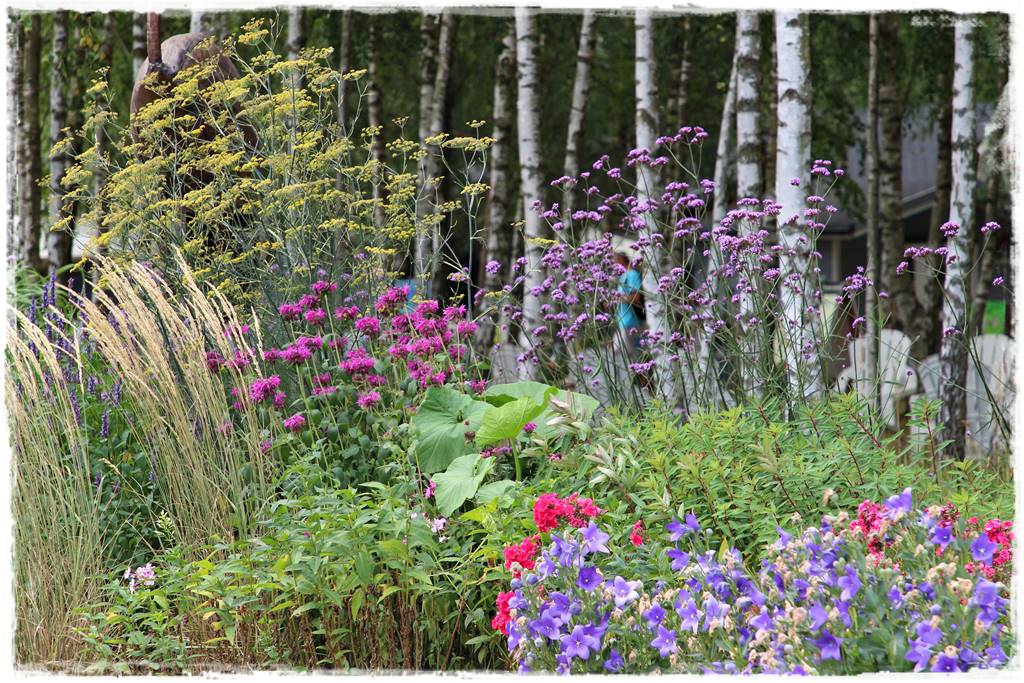 Pysznogłówka na rabacie 5