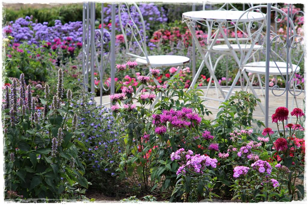 Pysznogłówka na rabacie 5a