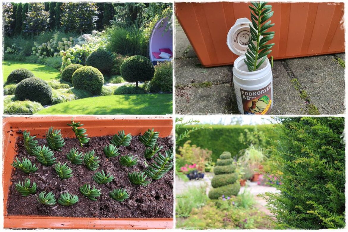 Rozmnażanie cisa przez sadzonki 1