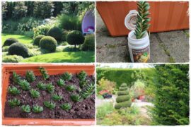 Rozmnażanie cisa przez sadzonki 1