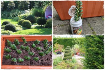 Rozmnażanie cisa przez sadzonki 1