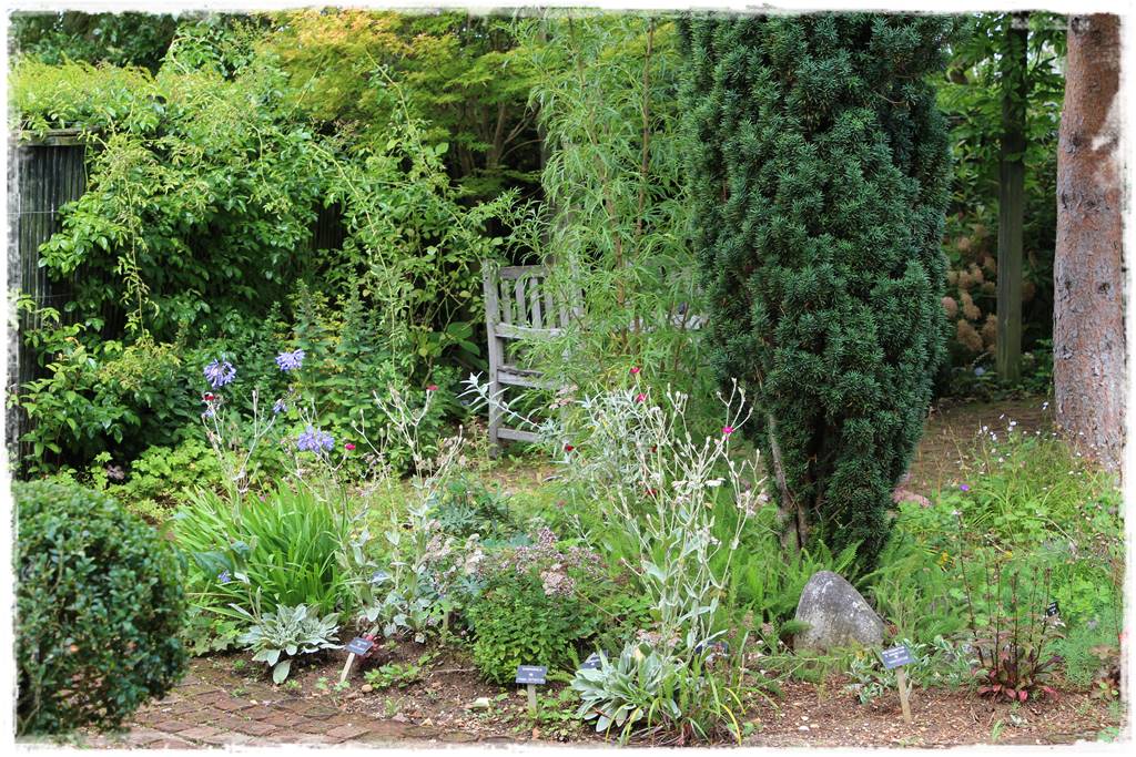 Rozmnażanie cisa przez sadzonki 10 Rozmnażanie cisa przez sadzonki 10