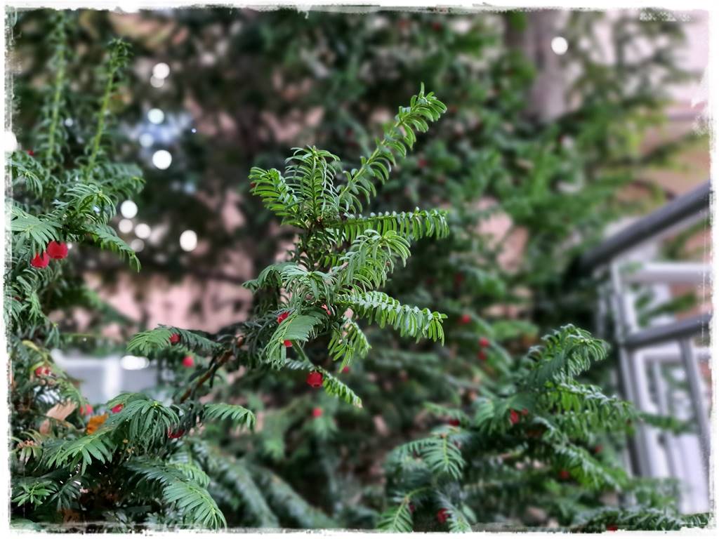 Rozmnażanie cisa przez sadzonki 11