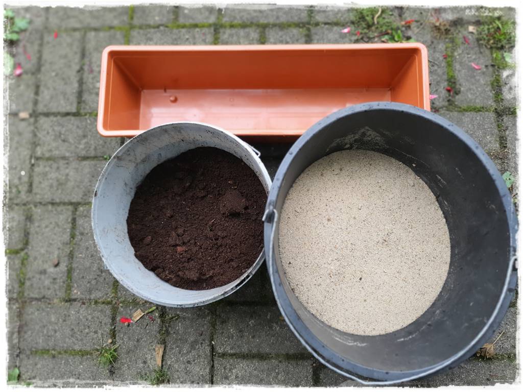 Rozmnażanie cisa przez sadzonki 12 Rozmnażanie cisa przez sadzonki 12