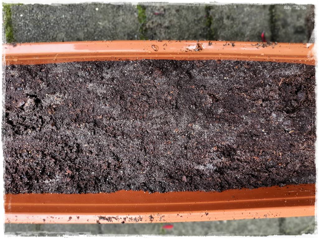 Rozmnażanie cisa przez sadzonki 16