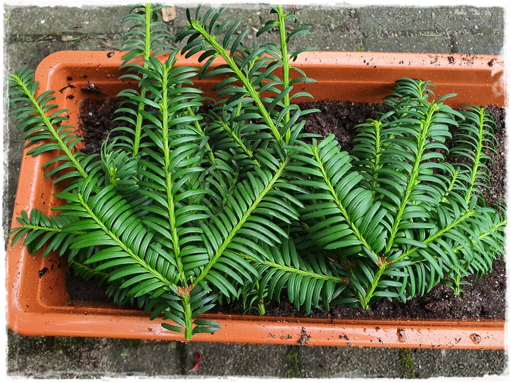 Rozmnażanie cisa przez sadzonki 17 Rozmnażanie cisa przez sadzonki 17