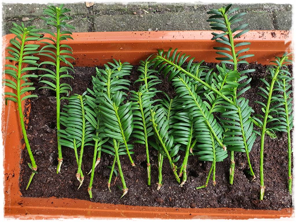 Rozmnażanie cisa przez sadzonki 18 Rozmnażanie cisa przez sadzonki 18