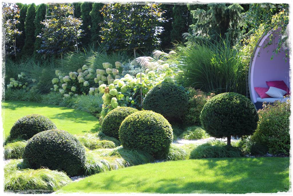 Rozmnażanie cisa przez sadzonki 1a