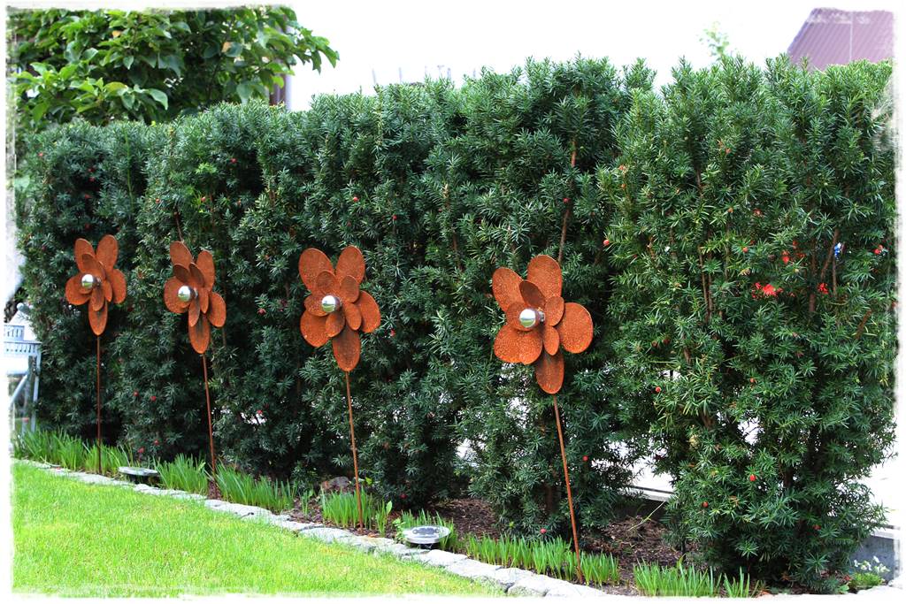 Rozmnażanie cisa przez sadzonki 2 Rozmnażanie cisa przez sadzonki 2