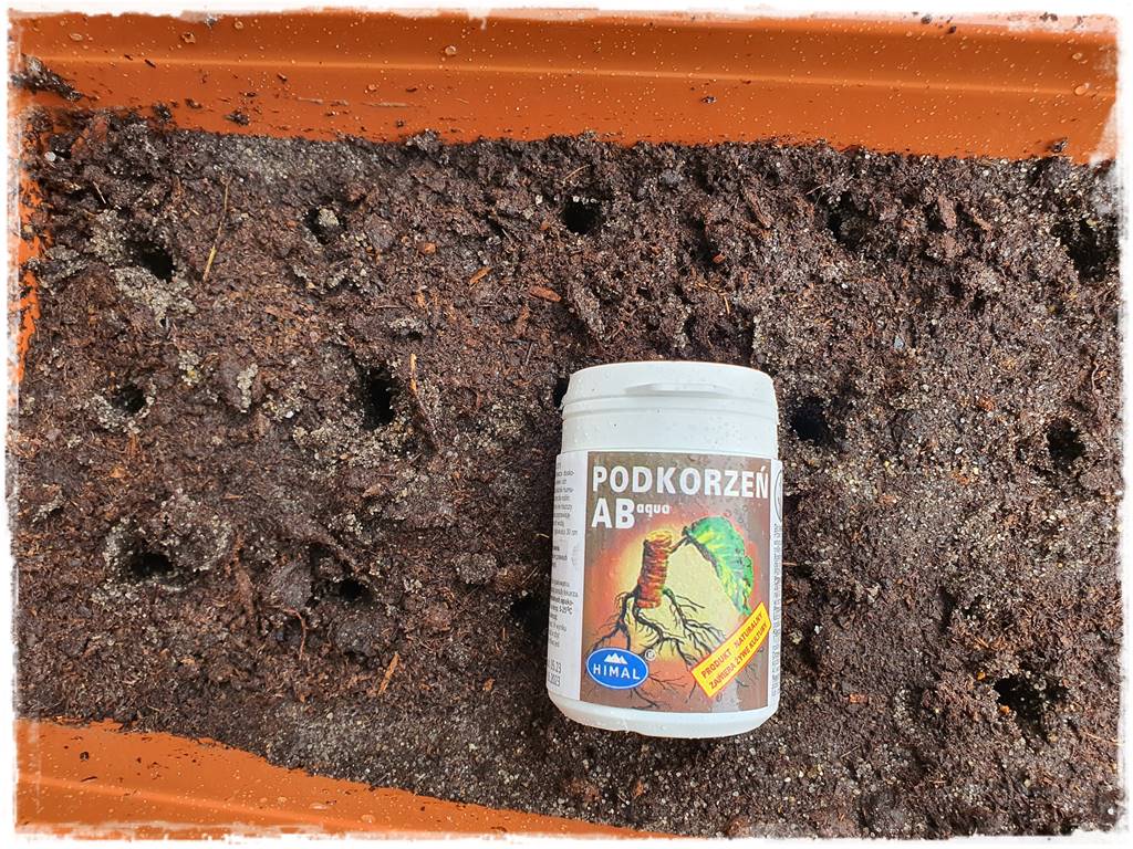 Rozmnażanie cisa przez sadzonki 20 Rozmnażanie cisa przez sadzonki 20