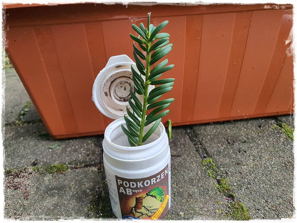 Rozmnażanie cisa przez sadzonki 21 Rozmnażanie cisa przez sadzonki 21