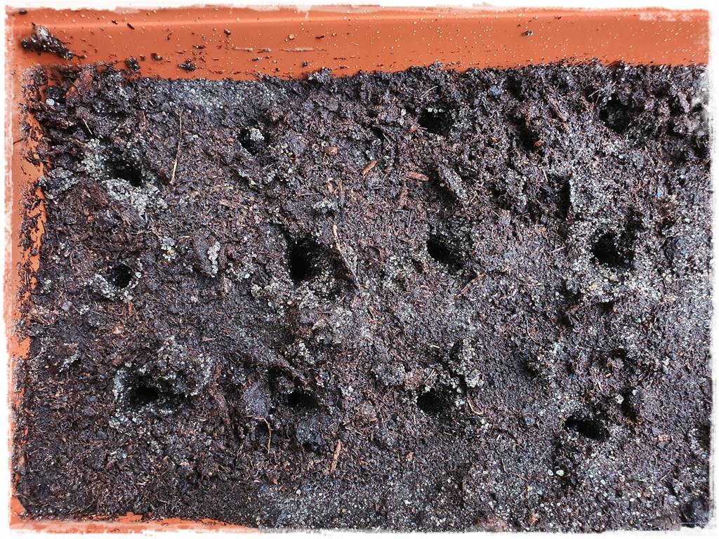 Rozmnażanie cisa przez sadzonki 22 Rozmnażanie cisa przez sadzonki 22