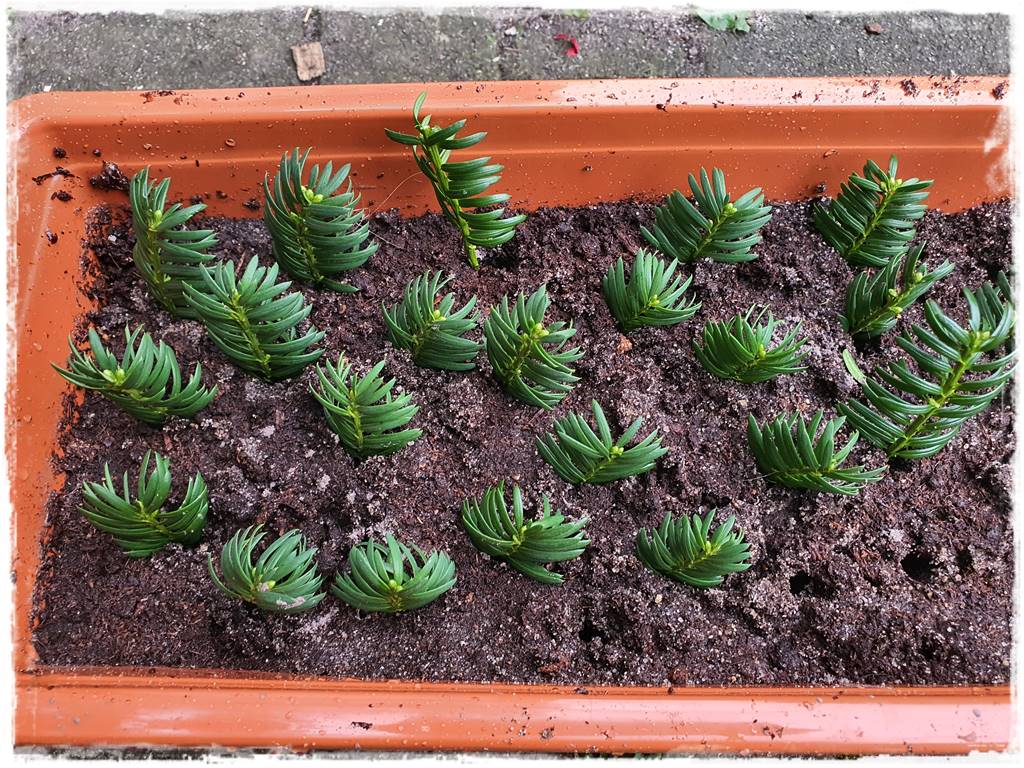 Rozmnażanie cisa przez sadzonki 23 Rozmnażanie cisa przez sadzonki 23