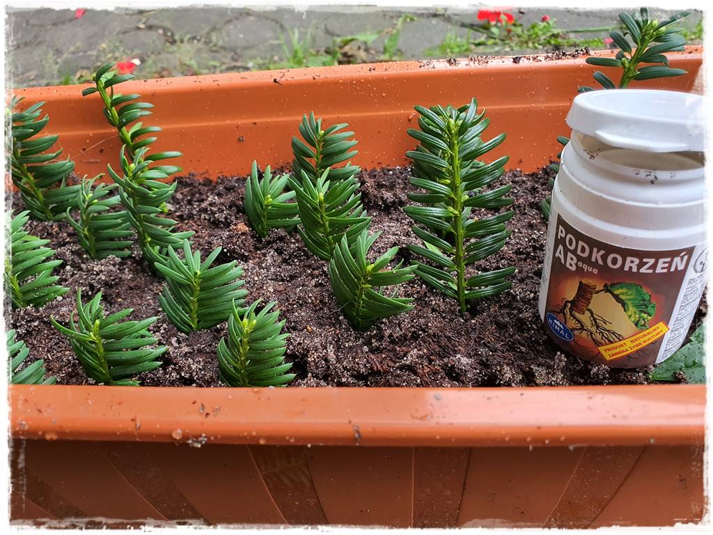 Rozmnażanie cisa przez sadzonki 24 Rozmnażanie cisa przez sadzonki 24