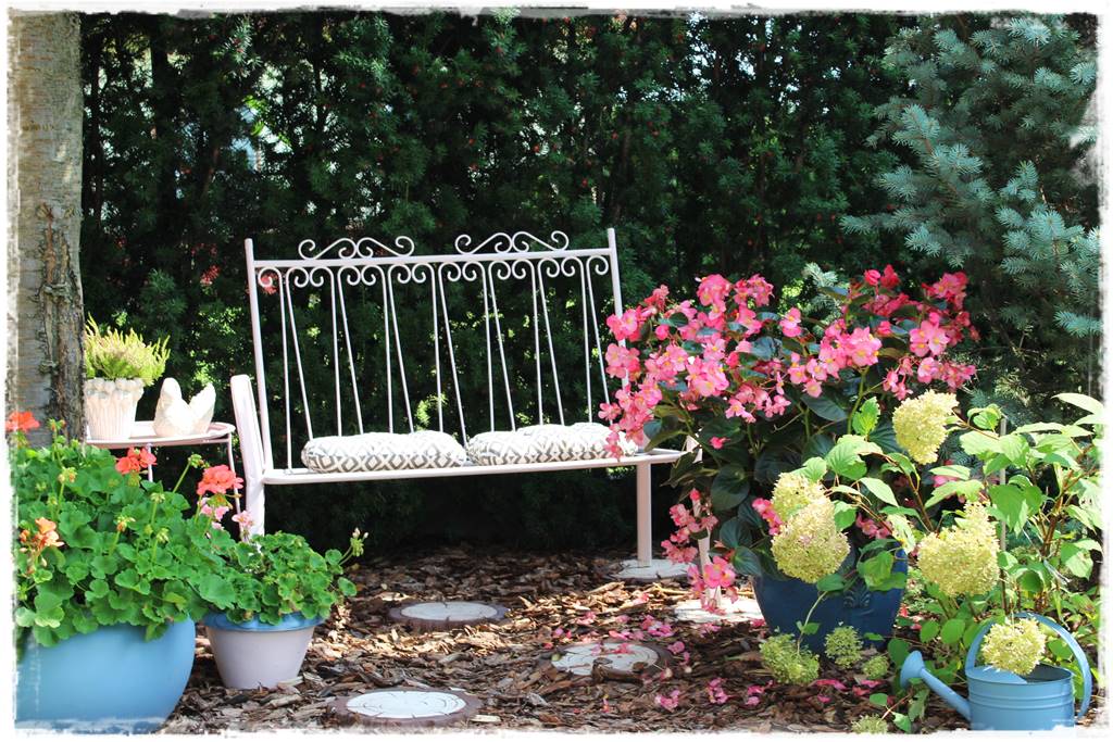 Rozmnażanie cisa przez sadzonki 3 Rozmnażanie cisa przez sadzonki 3